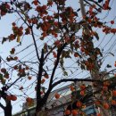 11월의 달나무(月樹) 1 _ 감나무 이미지