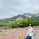 원광초교 | [중계 나비정원] 지금이 바로 산철쭉 만개 시기! 철쭉동산 및 나비정원