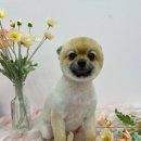 멍발란스 이미지