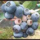 등불농장 이미지