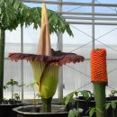 세상에서 가장 큰 꽃, 타이탄 아룸(titan arum) 이미지