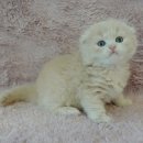 강남고양이분양 러브앤캣 이미지