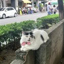 바로만든족발 확장단지점 | [대만워홀] 대만 타이중 여행 (족발국수 | 궁원안과 | 심계신촌 | 펑지아야시장)