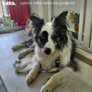 리태 네이버블로그