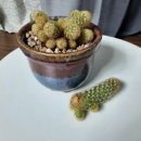 황금사 이미지