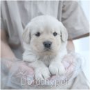 웃는강아지 | 우산동강아지분양 웃는 얼굴로 저를 바라보던 모습