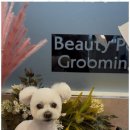 바로펫살롱 이미지