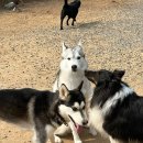 댄싱도그 이미지