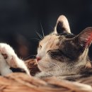 디지탈에버그린 이미지