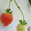 송이네농장 이미지