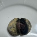 한울체 | 제주선물 한울제주 황칠오메기떡 내돈내산 후기