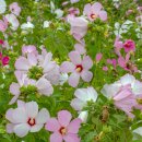 부용화(芙蓉花) 이미지