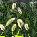 강아지풀 이미지