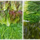 가나잔칫날 이미지