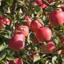 하얀쪽배 이미지