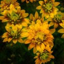 루드베키아 이미지