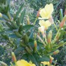 코스모스세탁소 이미지