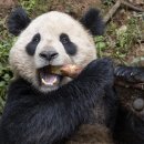 올판다