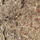 종삼농장 이미지