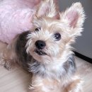 쇼미더펫 이미지