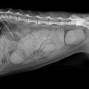 검단이담동물의료센터 이미지