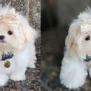 시바견분양.kr 이미지