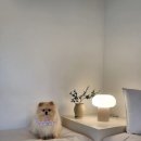 더포레스트하소로 이미지