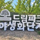 상갈공영주차장-동아리어린이공원 | 곳 2024 드림파크 국화축제 드림파크 야생화 단지 축제 일정 인천 가을 나드리 하기 좋은 곳 주차장 정보