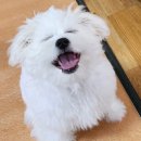 앙금홀릭