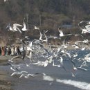 동갈매기 이미지