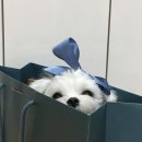 엠시스 이미지