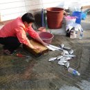 2009년 10월 10일 바다풍경 펜션민박 고객님께서 잡아오신 감성돔과 잡어들입니다. ﻿ 이미지