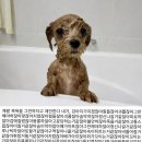 사랑받는기니들 | 기니와 함께한 지난겨울