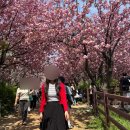 완산도서관 화장실 | 전주 완산 꽃동산 🌸 봄산책 코스 + 봄마실 행사 솔직 후기