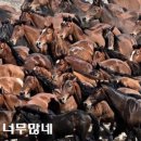 배민야채