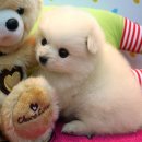 못된강아지 이미지