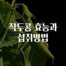 작두콩 효능과 섭취방법