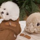 도그아이 이미지