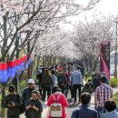 강서낙동강30리 벚꽃축제 2019 이미지