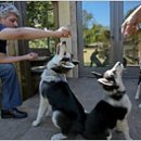 개 최고 이미지