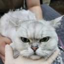 고양이랑놀자 이미지