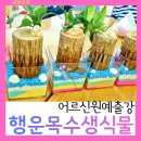 율이네다육공방꽃 | 어르신 여름원예출강:행운목수반만들기로 시원한 여름 맞이하기 서울 경기출강 원예키트제작