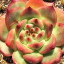 아도라블 이미지