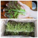 아기열무,두백감자.얼갈이.상추,쌈케일, 호박잎.양파 주문받습니다. 이미지