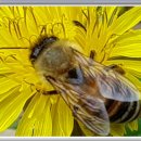 민들래민박 이미지