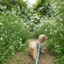 러브리독 이미지