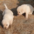 부일농장 이미지