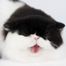 야옹이헤어 이미지