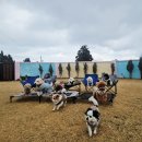 별이애견 이미지