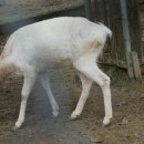 우치농장 이미지